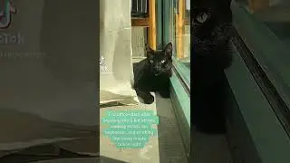 Hiring the Ultimate Purrsonality! 😺