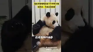 How Is Fu Bao Doing Lately? | iPanda 