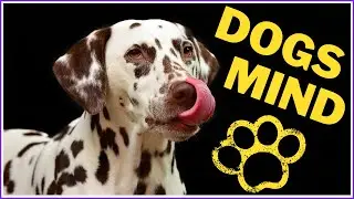 DOG BRAIN, DOGS MIND, DOG INTELLIGENCE // ( Sense of Smell, Emotions, Friendship )