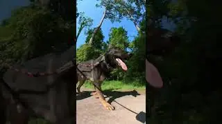 Causal walks for fun 