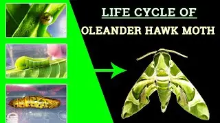LIFE CYCLE OF OLEANDER HAWK MOTH 🦋 | Green Army Moth | Dephnis Nerii |