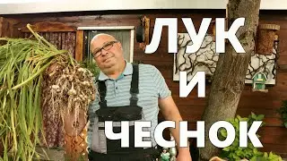 Лук и Чеснок.Огород Баварский