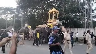 Dasara Elephant Walk From Palace To Bannimantap #dasara #shorts #shortsyoutube #mysurudasara2025 