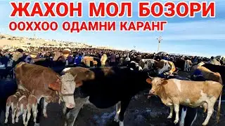КАШКАДАРЁДА ЧИРОКЧИ МОЛ БОЗОРИ НАРХЛАРИ 2022 Chiroqchi mol bozori narxlari.