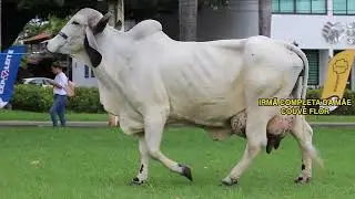 AROY 835