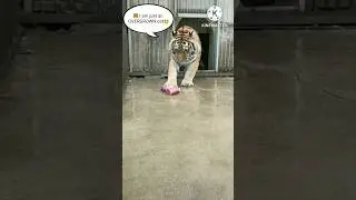 Are male tigers more shy?🐯:Yes!!