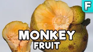 Monkey Fruit | Fruits You've Never Heard Of