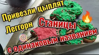 Привезли цыплят Леггорн, перевели цыплят по разным клеткам. Станицы с одинаковым названием Краснодар