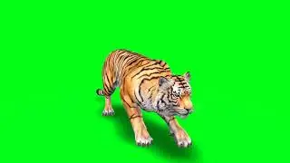 Tiger Attack Green Screen Video