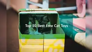 DIY Free Cat Toys: The 10 Best Cat Toys for Indoor & Outdoor Cats
