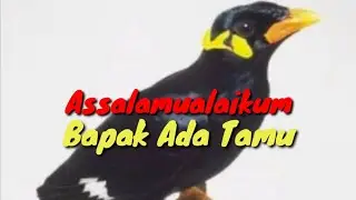 Masteran BEO Assalamualaikum Bapak ada Tamu 100% lancar bicara