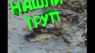 СТАЛК.Нашли труп Собаки,Заброшенный Дом (ЧАСТЬ 2)