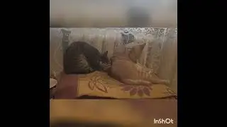 Умываются котята.