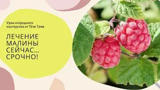 Лечение малины сейчас. Срочно!