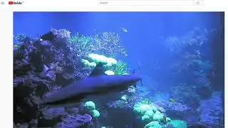 Live stream shark tank