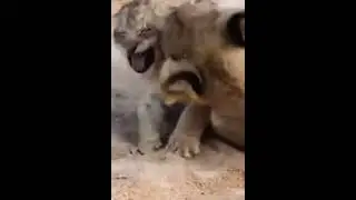 Cute Lion Cub playing