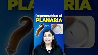 Regeneration of Planaria #neetbiology #riturattewal #neet2025 #neetbiologypreparation