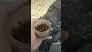 маринка хораги