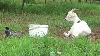 Коза и сорока. Goat and magpie