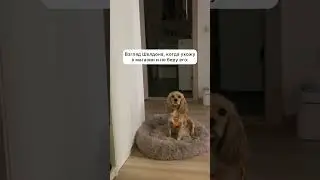 Ох уж этот взгляд… взгляд кота из Шрека, только в облике собачки😁