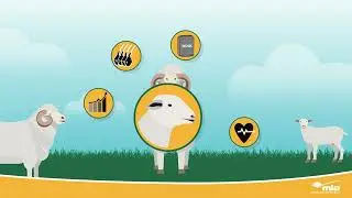 What are Australian Sheep Breeding Values?