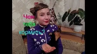 Сухой корм Vs натуралка.ЧЕМ КОРМИТЬ СОБАКУ?Правильное КОРМЛЕНИЕ СОБАКИ.Той- терьер Тайсон.