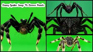 Spider Jump Scare Birthday Surprise! 4 Free Chroma Key with Spooky Music