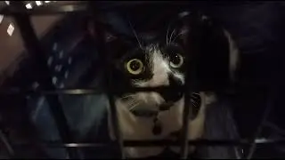 🐱🏥 