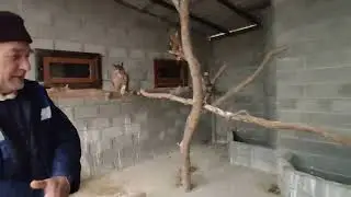 Филины 🦉готовятся к пополнению 🐣Парк Миниатюр 🌲