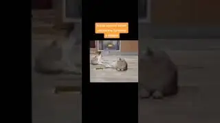 Мем #tiktok #shorts #мемы