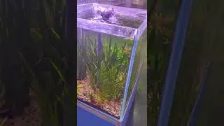 Aquarium-cascade 400 liters with plants 