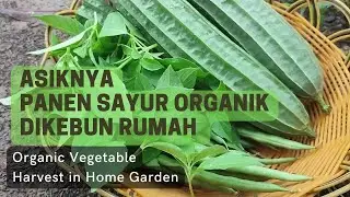 Harvesting Organic Vegetables in the Back Garden of the House