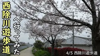2024年  西除川遊歩道へ行ってみた 20240405 西除川遊歩道