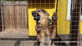 Агрессивный кобель немецкой овчарки облаивает дрессировщика