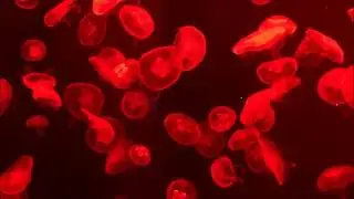 Jellyfish in different colors