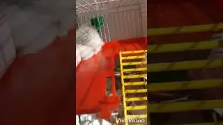 Хома первый раз набил щёчку!!!😇😇😇😇