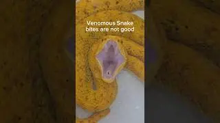 Venomous snakes are no joke.