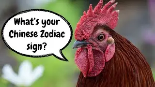 What Your Chinese Zodiac Sign Reveals About Your Personality! 🐉