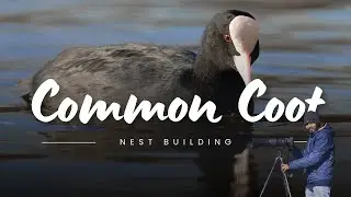 Eurasian Coot Nest Building: A Marvel of Nature's Engineering!