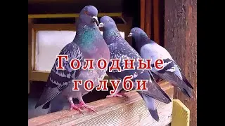 ГОЛУБИ НА ОСТАНОВКЕ !!! ОЧЕРЕДЬ ЗА КРОШКАМИ!!!