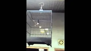 Kicau Burung Kacer Ngeplong Buat Memancing Kacer Agar Bunyi