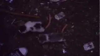 Котятки
