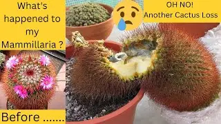 OH NO! Another Cactus loss | My Mammillaria spinosissima Cactus is a GONNER #cactus #cacti