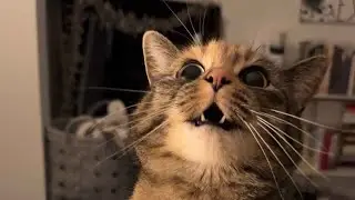 Catching me up on everything we missed while away 😂 #viral #shorts #trending #cats #catvideos
