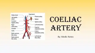 Coeliac artery - anatomy, branches, clinical relevance and disorders