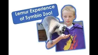 Lemur Experience at Symbio Zoo Sydney