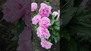 Пион Д.Полок.