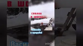 СОБАКА В ШОКЕ!
