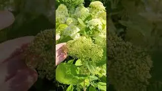 ГОРТЕНЗИЯ В ЛАНДШАФТНОМ ЦЕНТРЕ ЮКА 