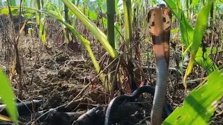 đưa đàn chó săn lên rừng tìm rắn hổ mang